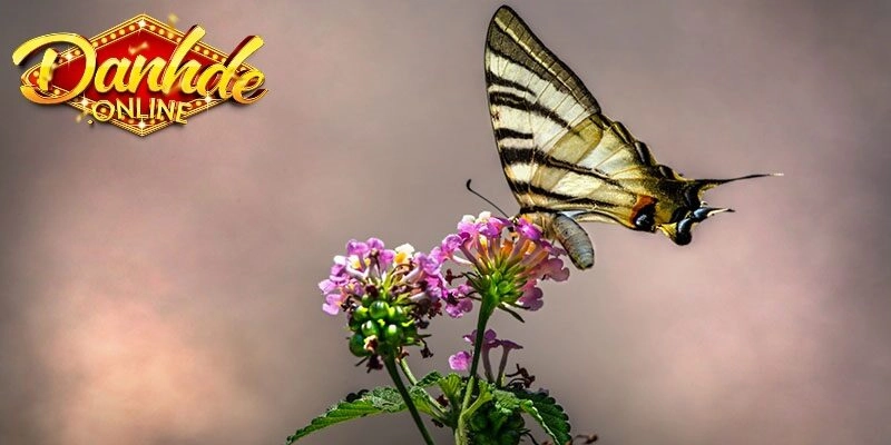 Con bướm số mấy? Giải mã trong tâm linh và sổ mơ