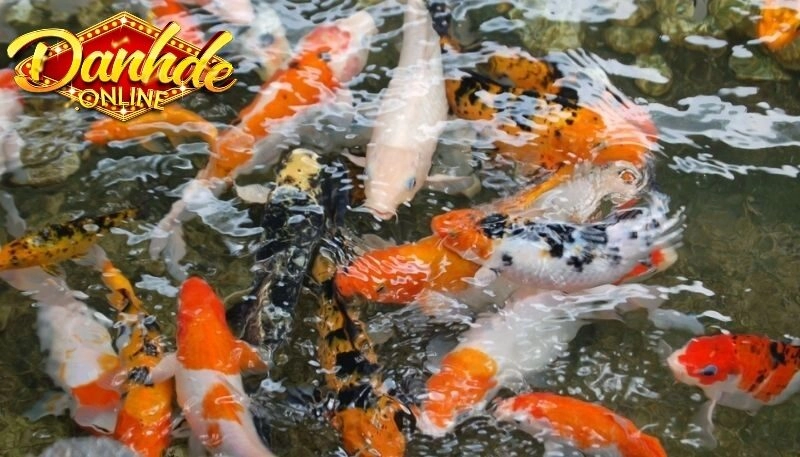 Lưu ý không nên quá phụ thuộc vào mơ thấy cá đánh con gì