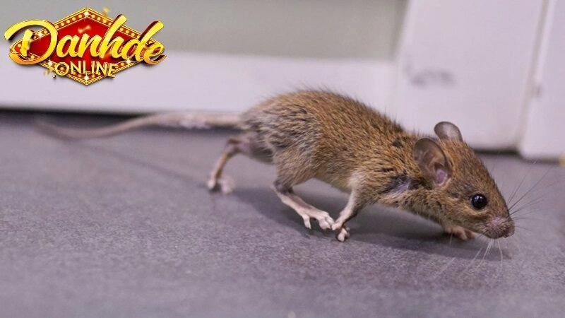 Mơ Thấy Chuột Đánh Gì? Con Số May Mắn