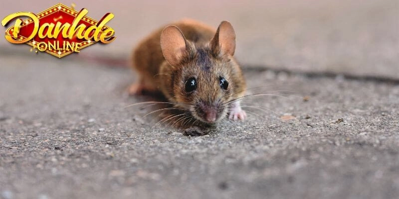 Cách Áp Dụng Mơ Thấy Chuột Đánh Gì Hiệu Quả