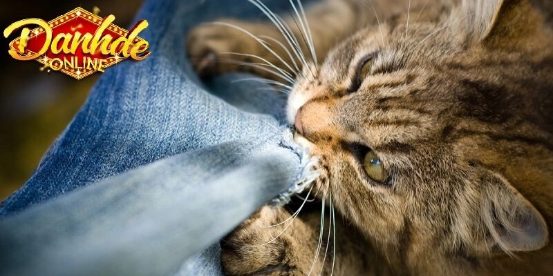 Kinh nghiệm luận số từ giấc mơ thấy mèo