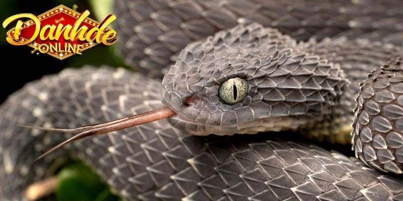 Những giấc mơ về rắn đen